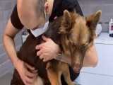 معاینه و درمان یک سگ ژرمن شپرد