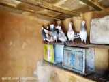 فیلم کبوتران  آقای حاج حسن گنجی  از بزرگان و پیشکسوتان اصفهان بزرگ   حتما ببینید