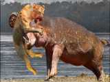 حیات وحش/حمله شیر برای شکار/شکست شیر از اسب آبی و زرافه