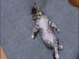 استراحت بامزه بچه گربه کیوت