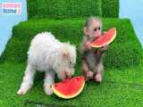 هندونه خوردن میمون و توله سگ - بازی در پارک آبی