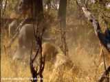 تمساح در مقابل بوفالوی وحشی | شیر و شکار در طبیعت وحشی | حیات وحش