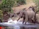 جنگ دیدنی حیوانات وحشی | تمساح  و شکار فیل |  حیات وحش