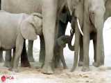 فیلم زایمان فیل | چگونه فیل زایمان می کند؟ | کلیپ جدید از زایمان حیوانات
