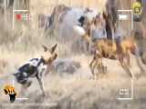 نبرد حیرت انگیز سگهای وحشی با  بابون | جنگ دیدنی حیوانات وحشی | حیات وحش