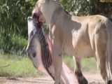 شکار گورخر حامله توسط ماده شیر بی رحم