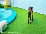 BiBi has fun playing with Amee and goat in water park