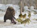 مستند حیات وحش - حمله یک گله گرگ به خرس - راز بقا