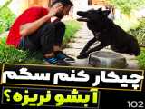 چیکار کنم سگم ظرف آبشو نریزه؟؟؟