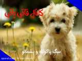 عکس های زیبا از سگ پاکوتاه پشمالو و پامرانین خرسی