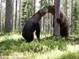 نبرد دو خرس قهوه ای و بزرگ در جنگل های فنلاند