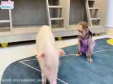 BiBi& 039;s cute reaction when she first see a piglet