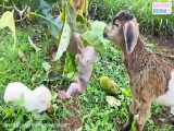 Baby monkey happily playing with goat and poodles