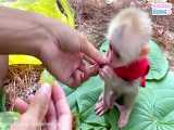 Baby monkey obedient eat fruits