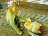 آماده کردن مرغ برای سوپ غذای سالم - تماشای عجیب میمون