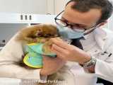 معاینه توله سگ سه ماهه پامر در مطب دامپزشکی