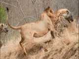 مستند حیات وحش - جنگ و نبرد کفتار و شیر - راز بقا