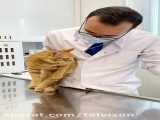 معاینه یک گربه عصبانی که عینک دکتر دامپزشک رو زد انداخت