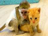 دوستی بچه میمون بامزه و گربه کوچولو