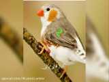 تصاویر زیبا از پرندگان آواز خوان