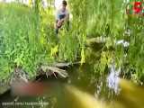 فیلم لحظه پرتاب ماهیگیر توسط ماهی بزرگ به دریاچه