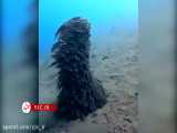 حرکت جالب گربه ماهیان مرجانی برای محافظت از جان خود