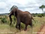 فیل عصبانی خیلی سخت به شیر حمله می کند | جنگ حیوانات | نبرد دیدنی حیونات