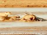 نبرد بین تمساح با شیر | حنگ دیدنی حیوانات وحشی شهریور 1400 | حیات وحش