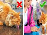 تفریح و سرگرمی :: ترفند های مراقبت از حیوانات ناز خانگی