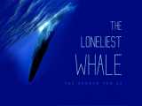 مستند آمریکایی «تنهاترین نهنگ» جستجوی نهنگ ۵۲ هرتزی