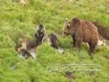 تصاویری از خرس مادر به همراه ۳ توله اش در منطقه البرز مرکزی شمالی 