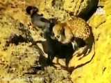 نبرد دیدنی جگوار و سگ | مستند حیات وحش | جگوار سگی را کشت!