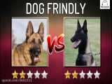 مقایسه سگ ها قسمت6:مالینویز و ژرمن شپرد