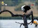 خطرناک ترین حملات عقاب به حیوانات  |  زندگی بی رحمانه در حیات وحش