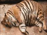 چاق ترین حیوانات جهان