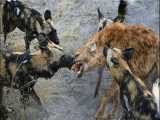 مستند حیات وحش -حمله گله سگهای وحشی به کفتار تنها - جنگ حیوانات