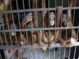 تجات اورانگوتان های اسیر شده