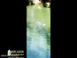 فیلم لحظه غرق شدن جوان گنبدی در چشمه گل رامیان