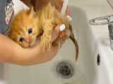 اولین حمام بچه گربه رها شده