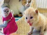 پذیرفتن گربه مامان از بچه‌گربه‌ها و میمون نوزاد