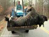 بزرگترین خوک جهان  | حیوانات خارق العاده | مستند حیات وحش 1400