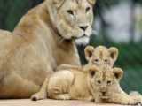 تولد دو شیر بربری در باغ وحشی در چک