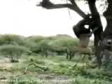 کلیپ نبرد و جنگ حیوانات / شکار طعمه روی درخت توسط شیر