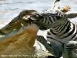 کلیپ نبرد و جنگ حیوانات / شکار گورخر توسط تمساح در آب