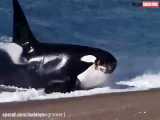 کلیپ نبرد و جنگ حیوانات / شکار فوک توسط نهنگ