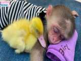خواباندن جوجه اردک و گربه توسط میمون کوچولو