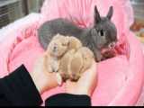 بچه خرگوش های دوقلو
