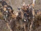 حیات وحش ، شکار گوزن یال دار توسط کفتار ها | شکار برای بقا ، حیوانات