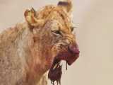 مستند حیات وحش - شکست پادشاه جنگل - جنگ حیوانات