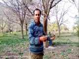 خرید نهال گردو خوشه ای در کوهدشت خرم آباد ۰۹۱۴۸۲۸۶۳۴۱